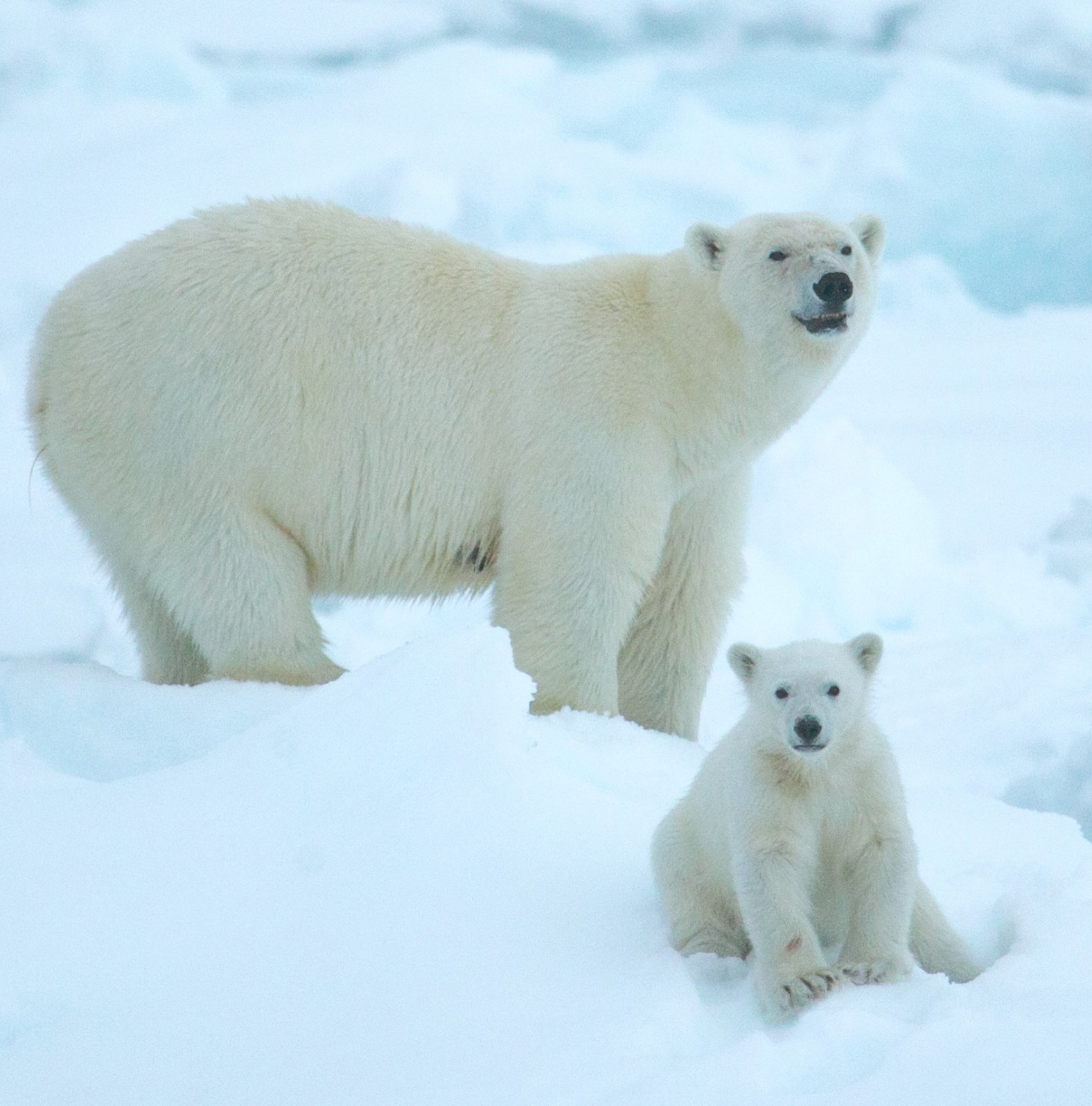 Save the Polar Bear – The Perfect World Foundation